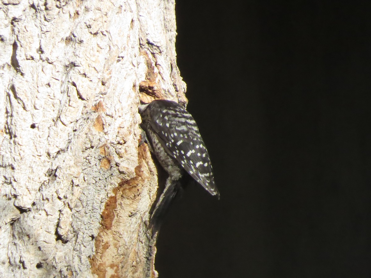 Nuttall's Woodpecker - ML107960361