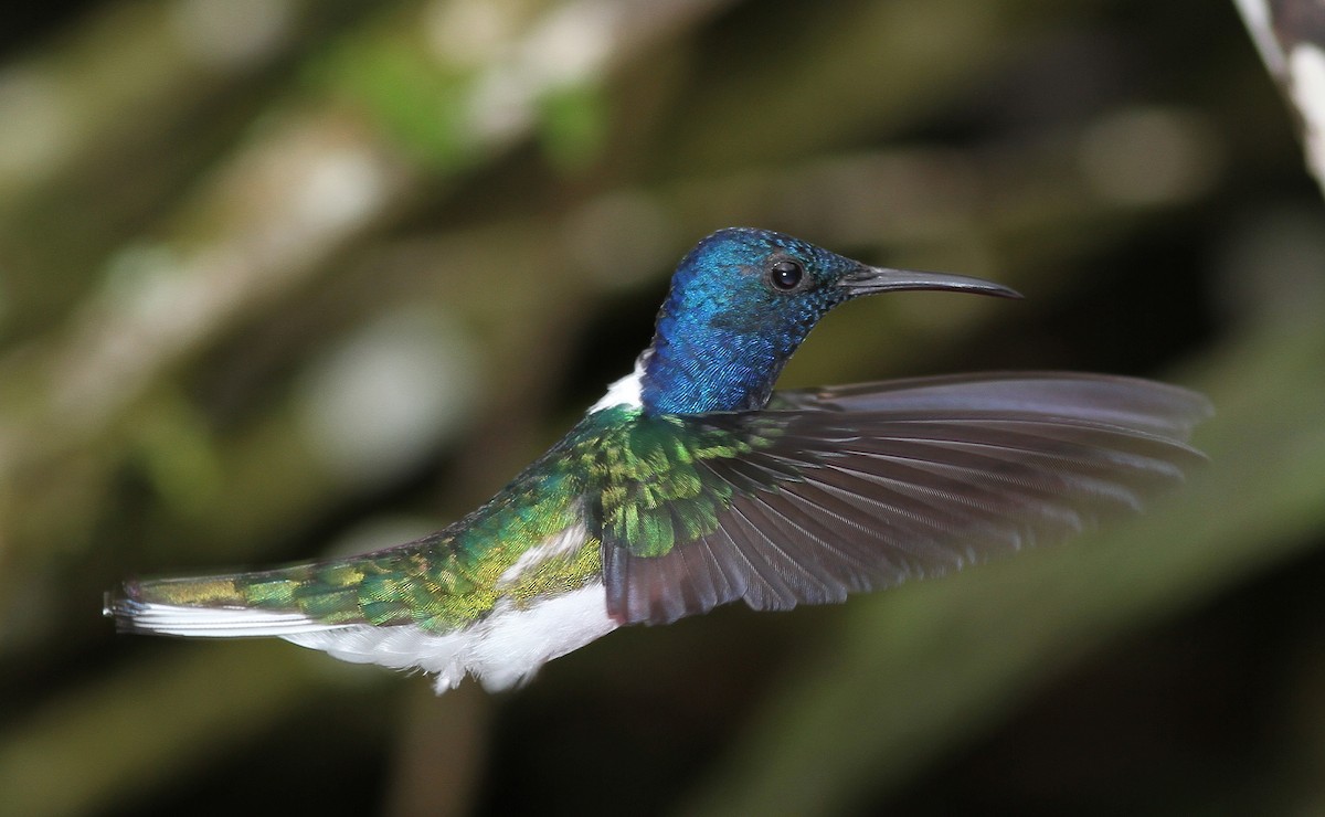 White-necked Jacobin - Guy Poisson