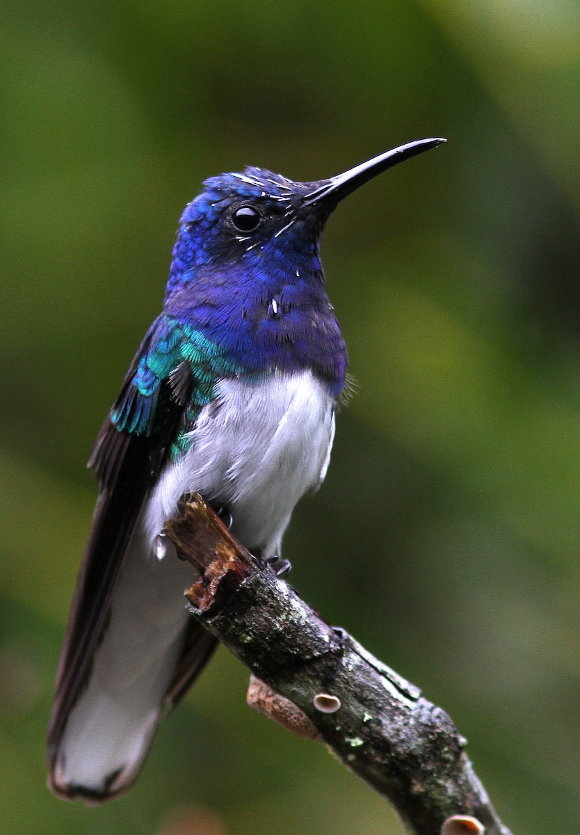 Colibrí Nuquiblanco - ML107960821