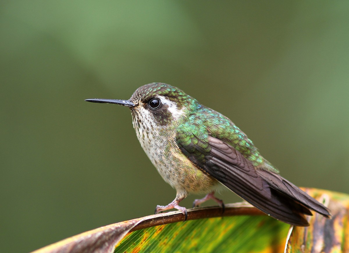 Speckled Hummingbird - Guy Poisson
