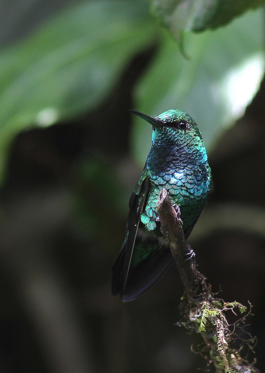 Western Emerald - Guy Poisson