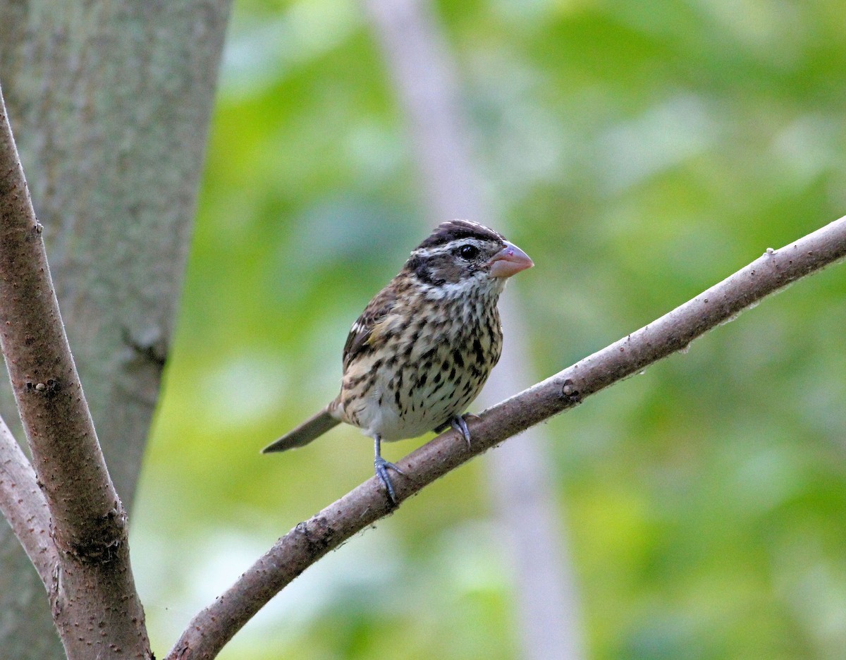 Rose-breasted Grosbeak - ML107964641