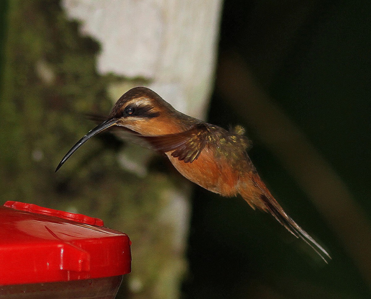 Gray-chinned Hermit - ML107965021