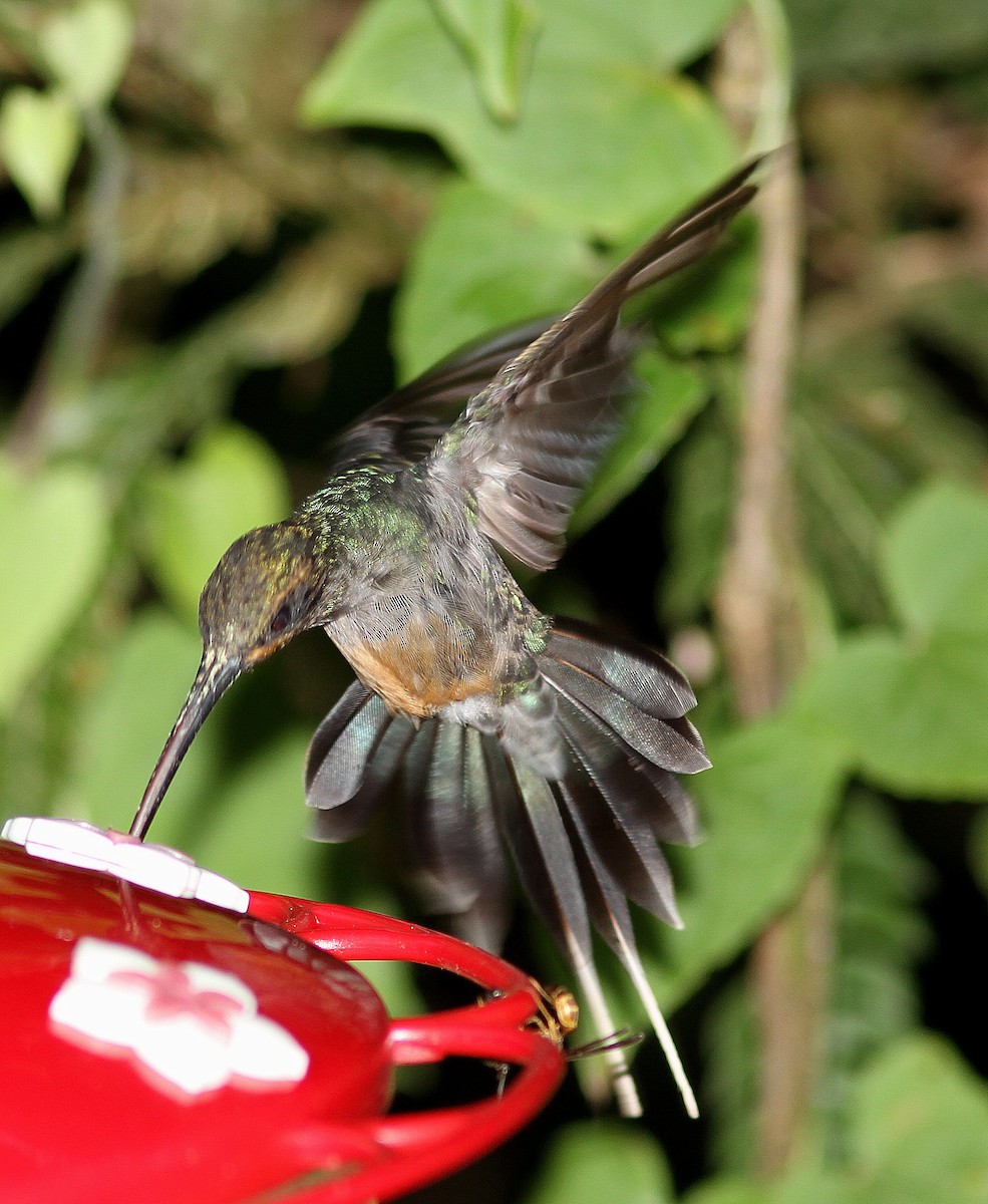 kolibřík šedobřichý - ML107965241