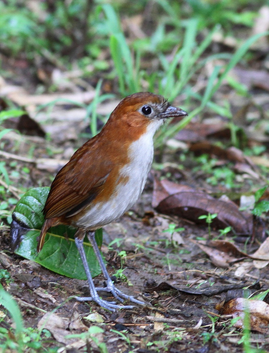 White-bellied Antpitta - Guy Poisson