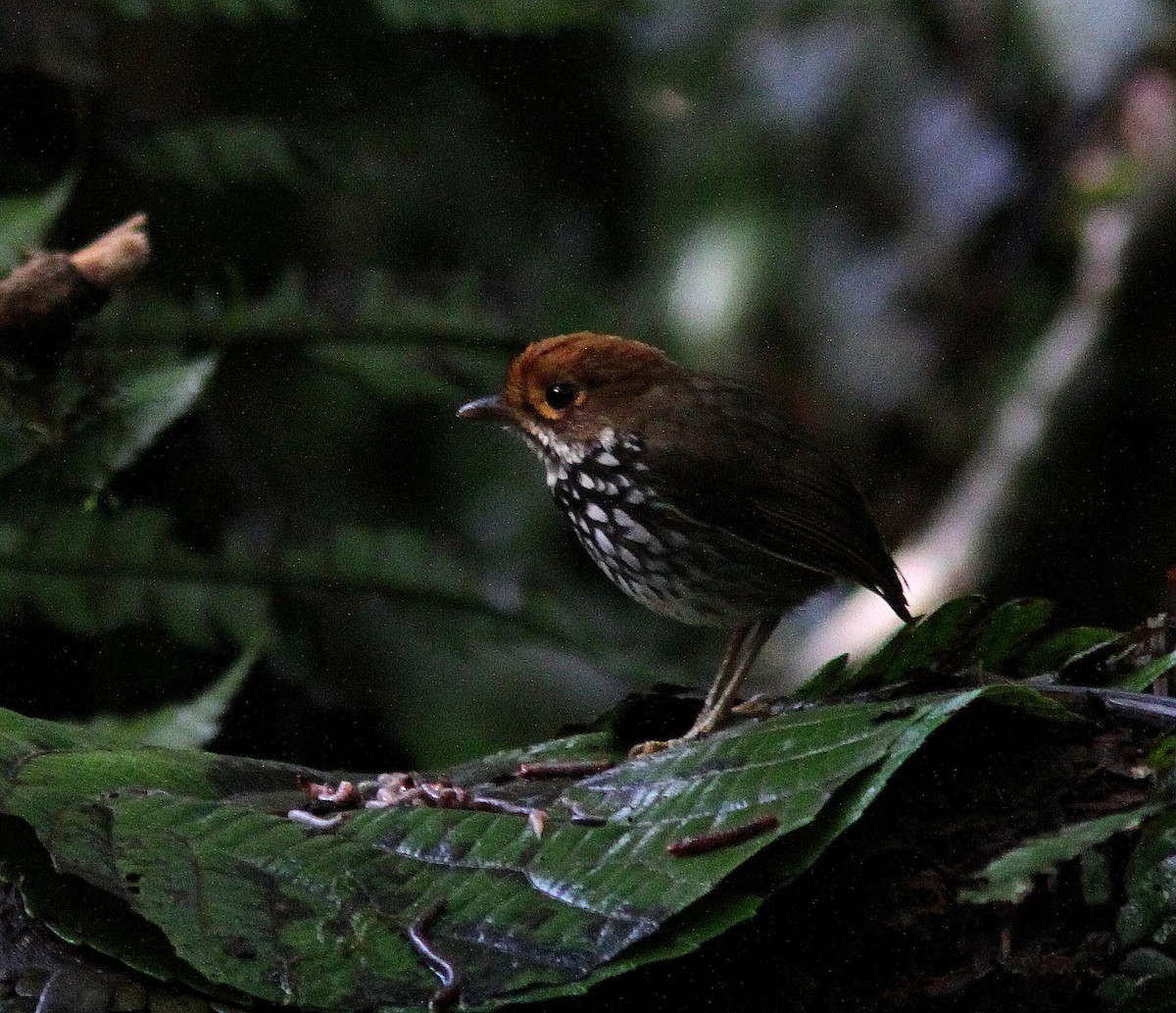 Peruvian Antpitta - Guy Poisson