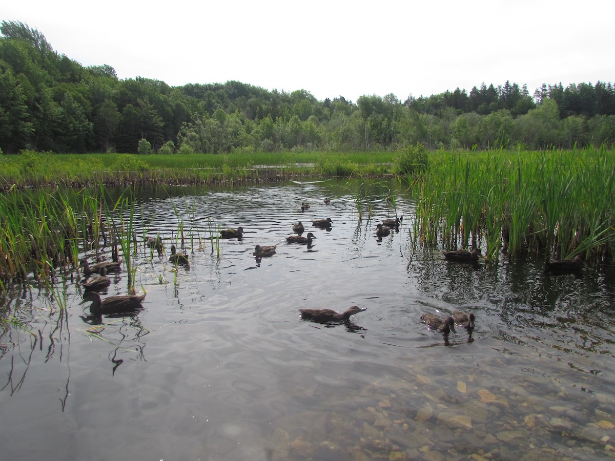 American Black Duck - ML107967821