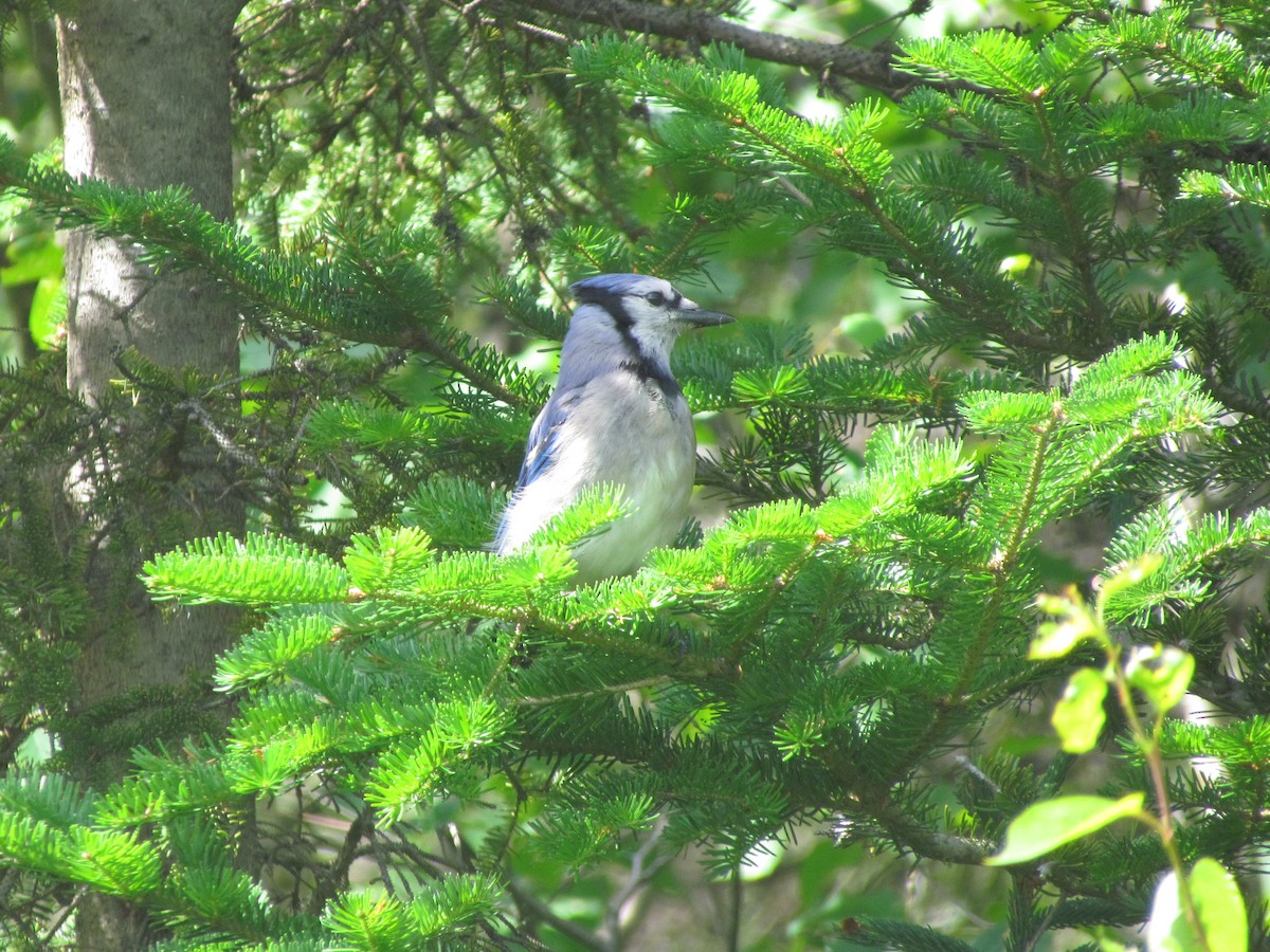 Blue Jay - ML107968351