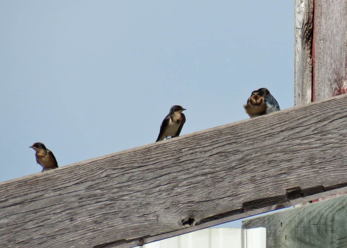 Barn Swallow - ML107968581