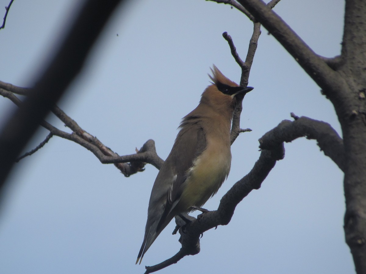 Cedar Waxwing - Sarah Butt