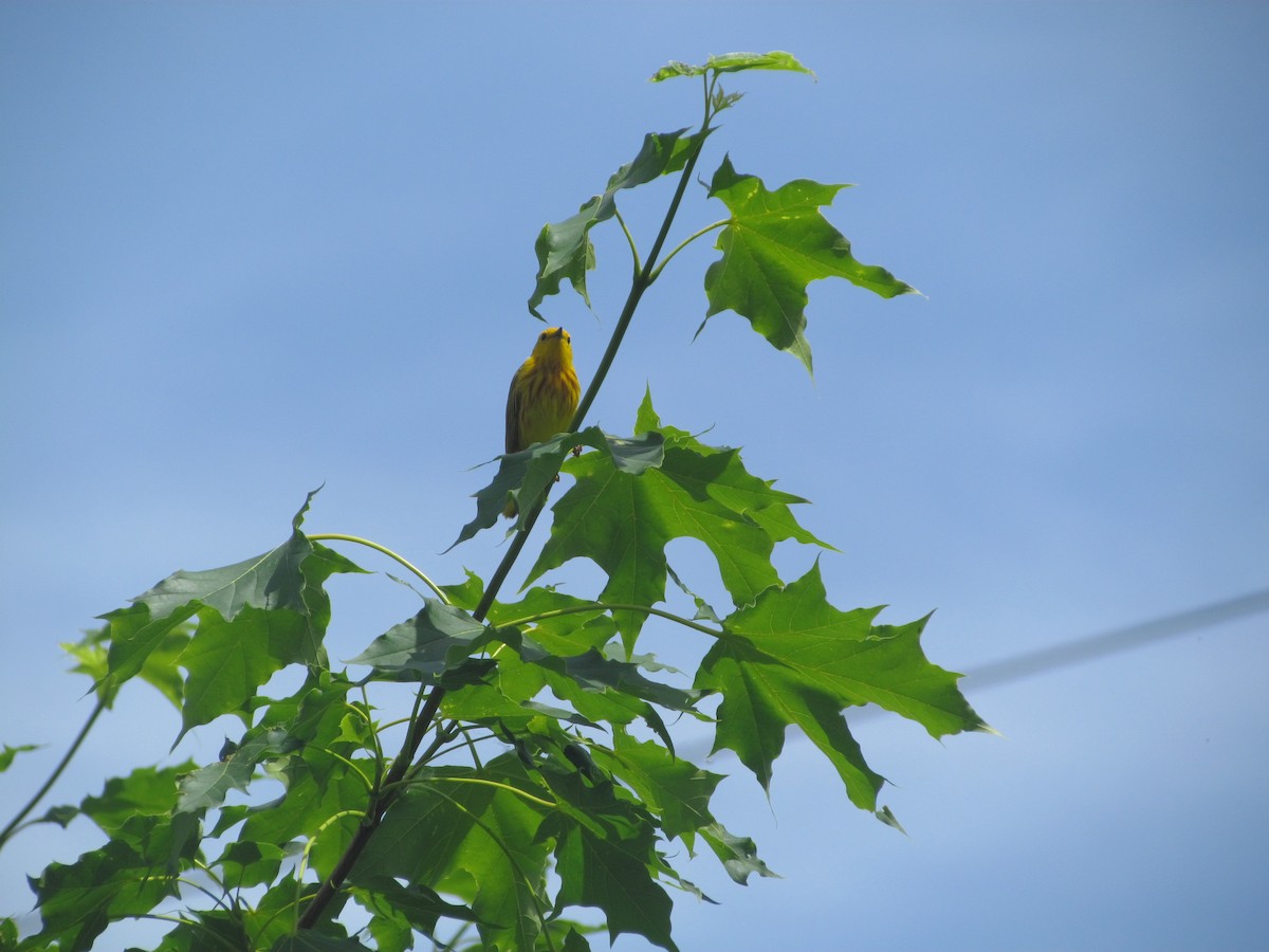 Yellow Warbler - Sarah Butt