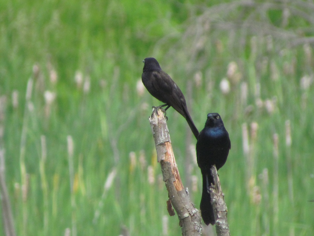 Common Grackle - Sarah Butt