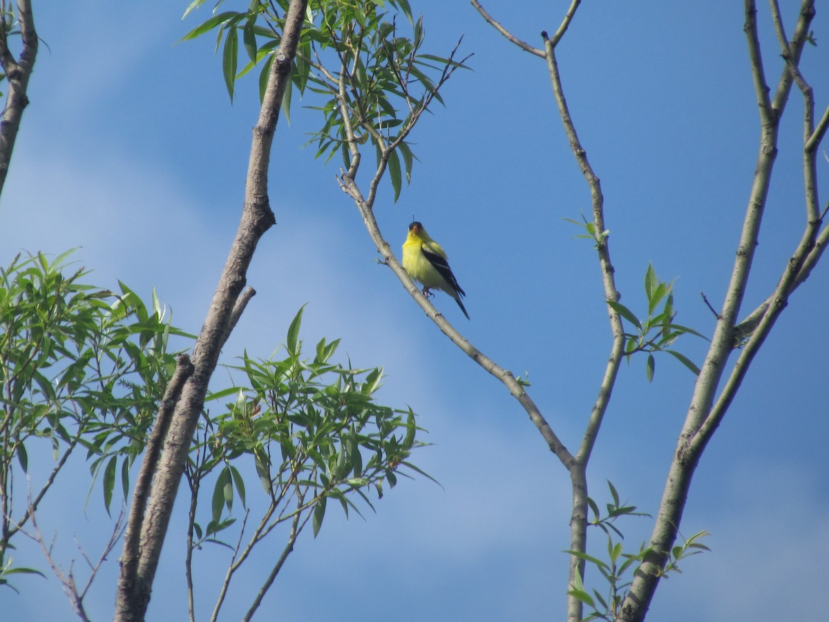 American Goldfinch - ML107969191