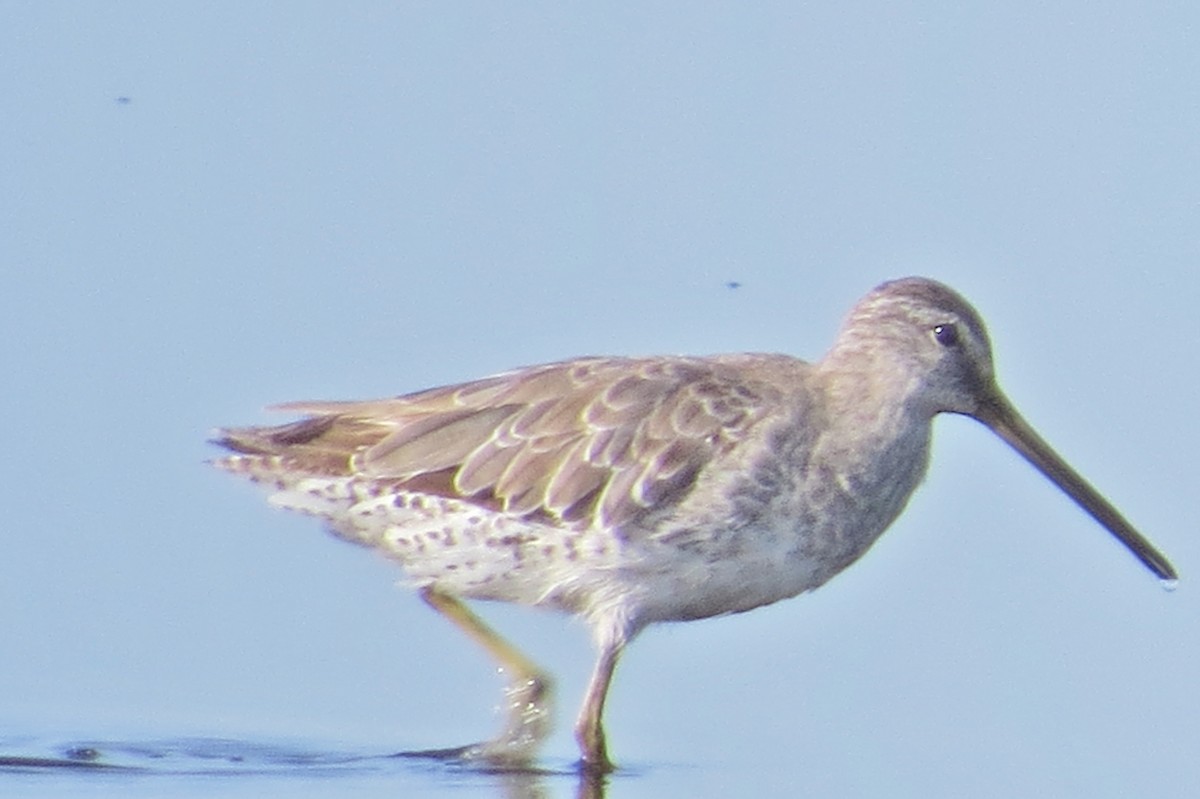 Short-billed Dowitcher - ML107969851