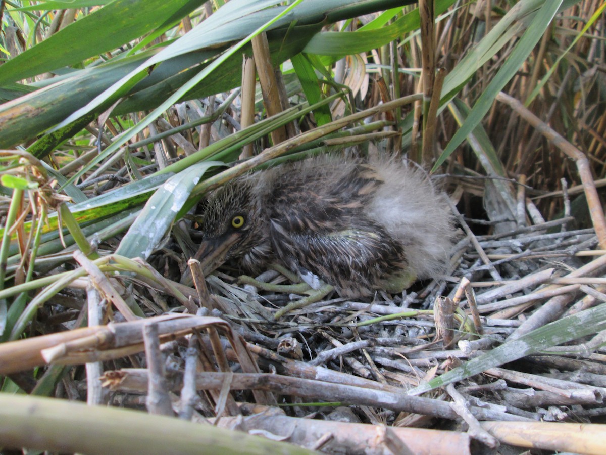 Black-crowned Night Heron - ML107969871