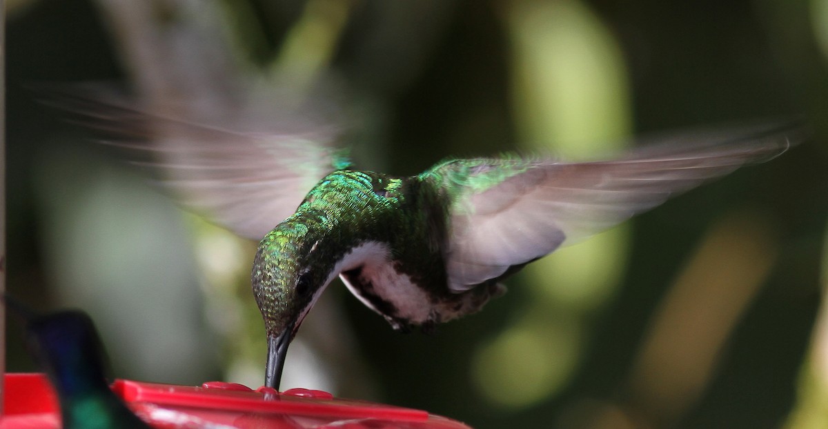 kolibřík tropický - ML107972761