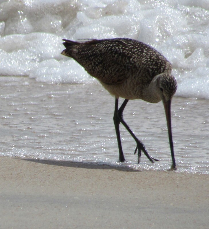 Marbled Godwit - ML107975101