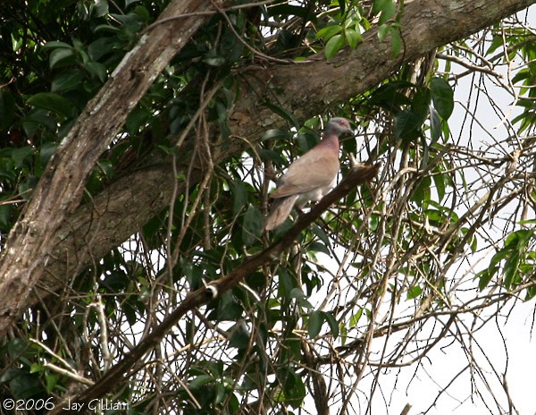 Pale-vented Pigeon - ML107975271