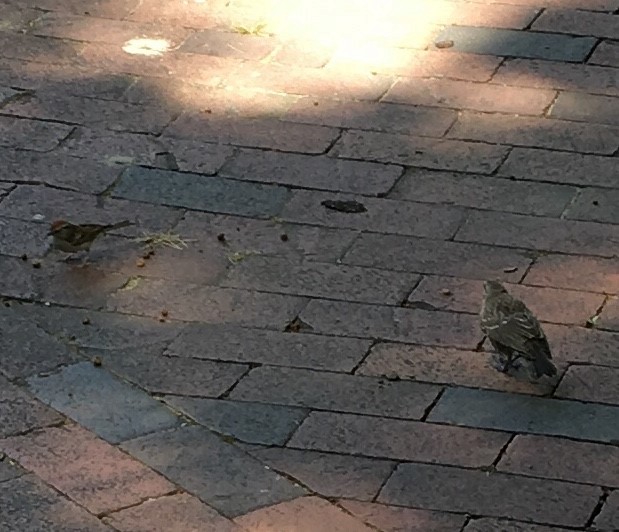 Chipping Sparrow - ML107976421