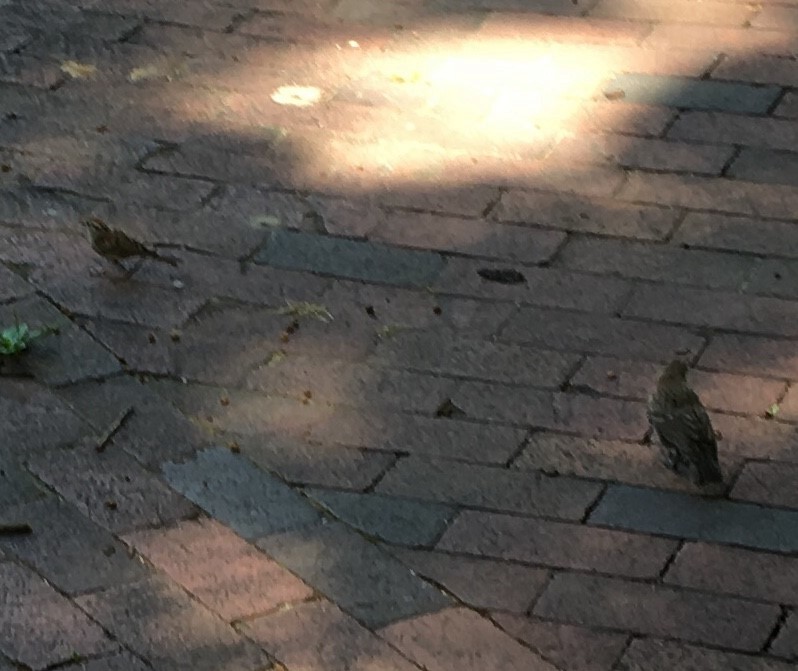 Chipping Sparrow - ML107976461