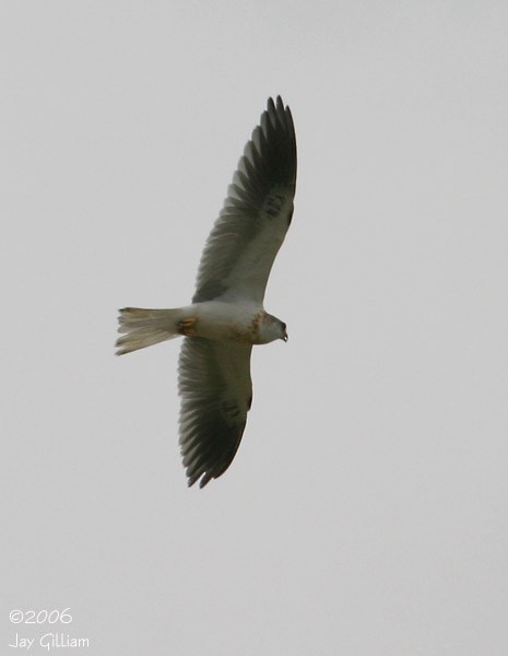 White-tailed Kite - Jay Gilliam