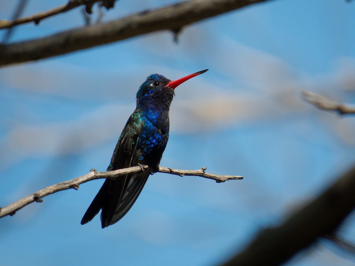 Colibrí Piquiancho de Guerrero - ML107979021