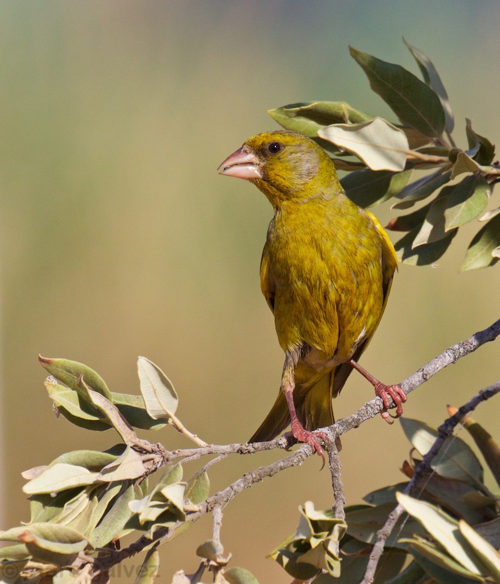 European Greenfinch - ML107980761