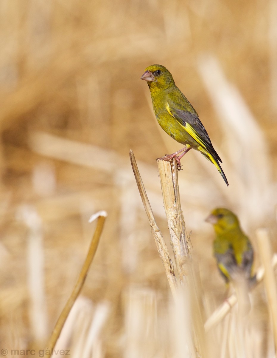 European Greenfinch - ML107980861