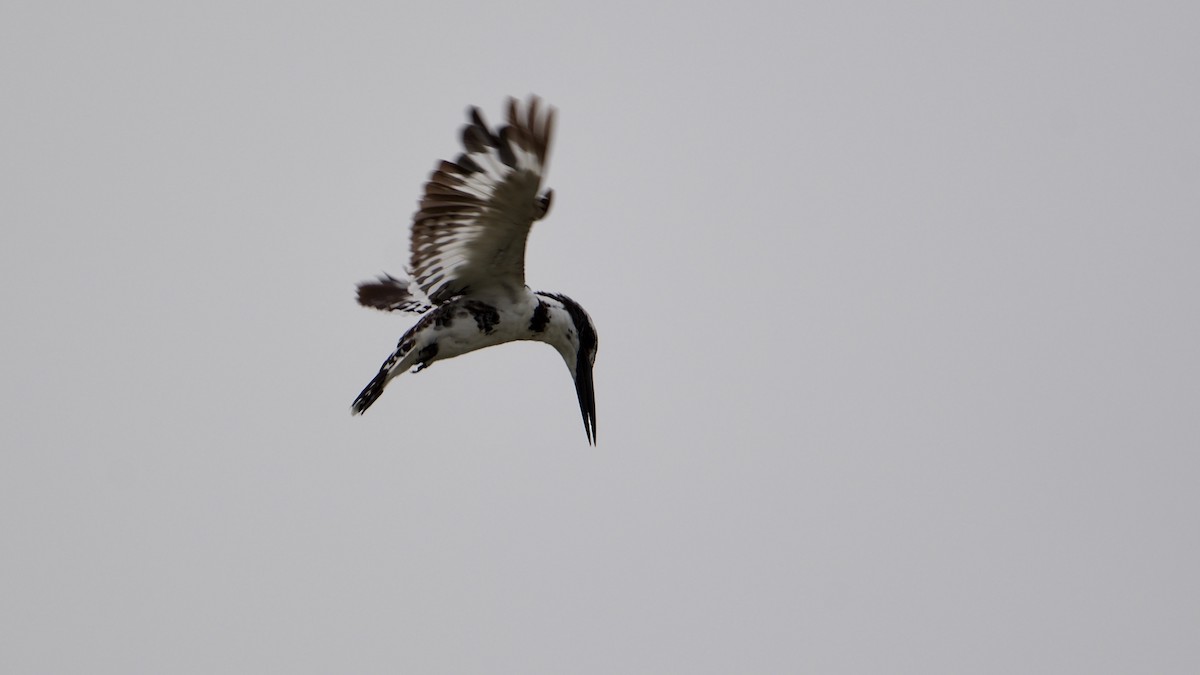 Pied Kingfisher - ML107981321