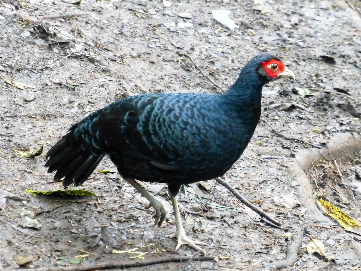 Salvadori's Pheasant - ML107981331