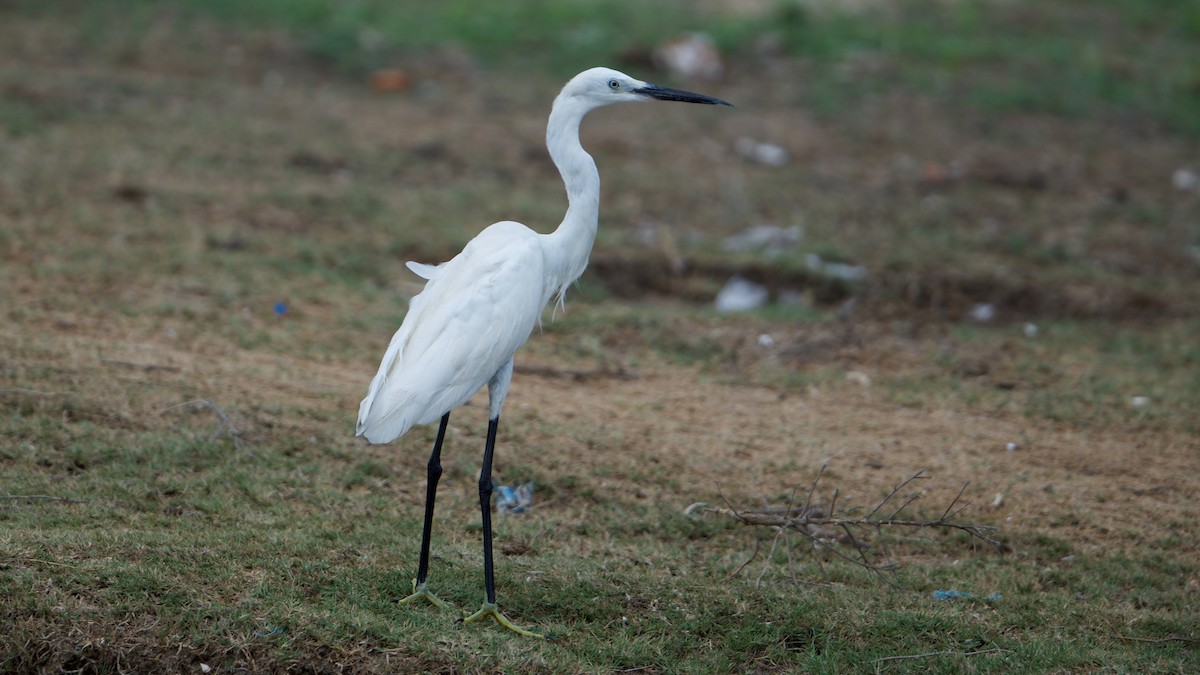 Little Egret - Snehasis Sinha