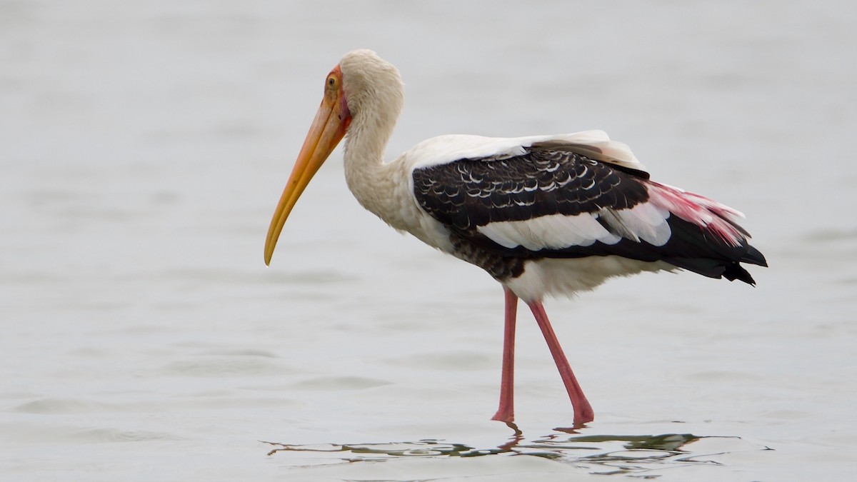 Painted Stork - ML107981511