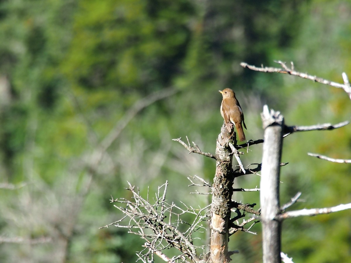 Bicknell's Thrush - ML107981871