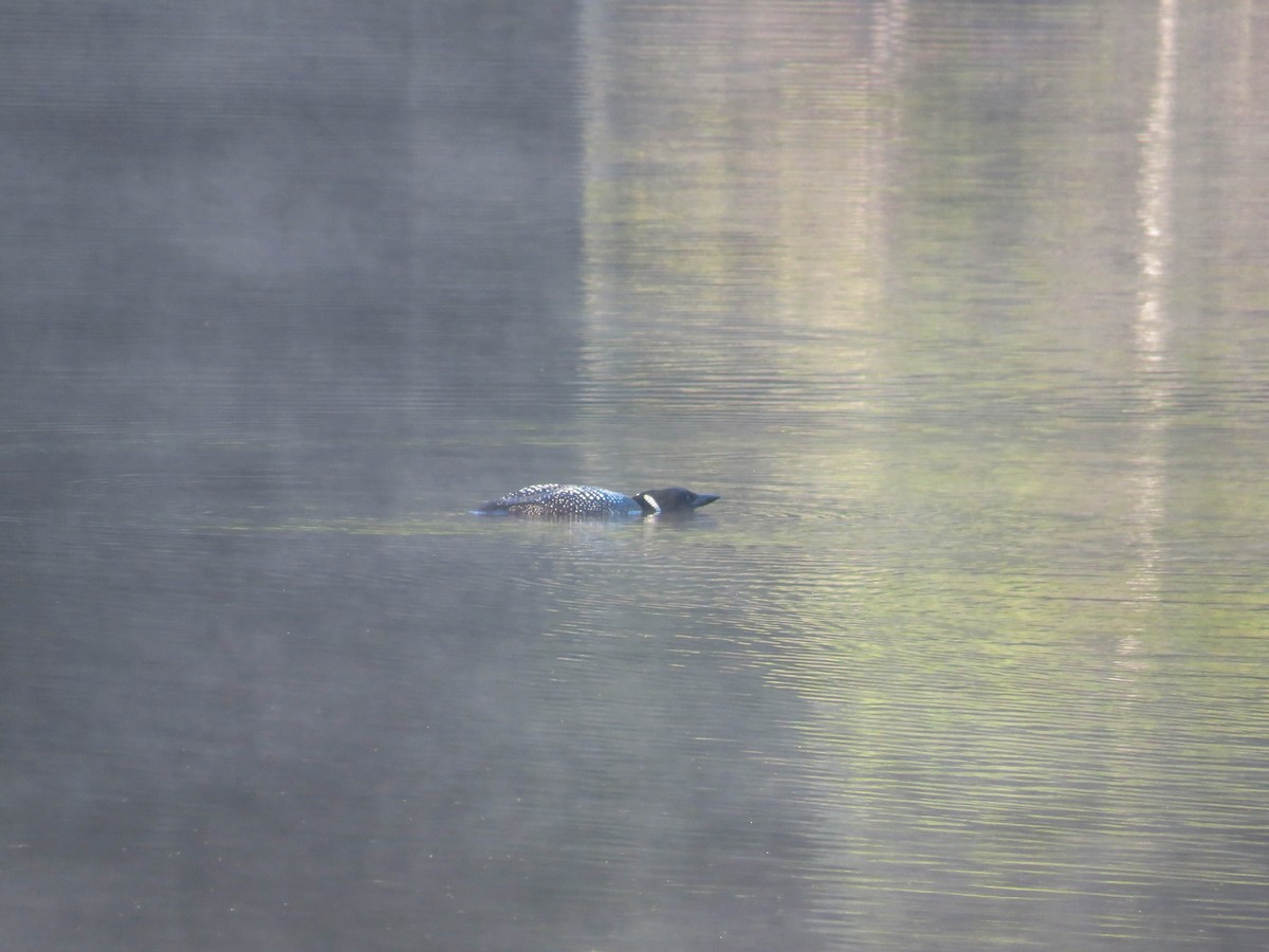 Common Loon - ML107982151