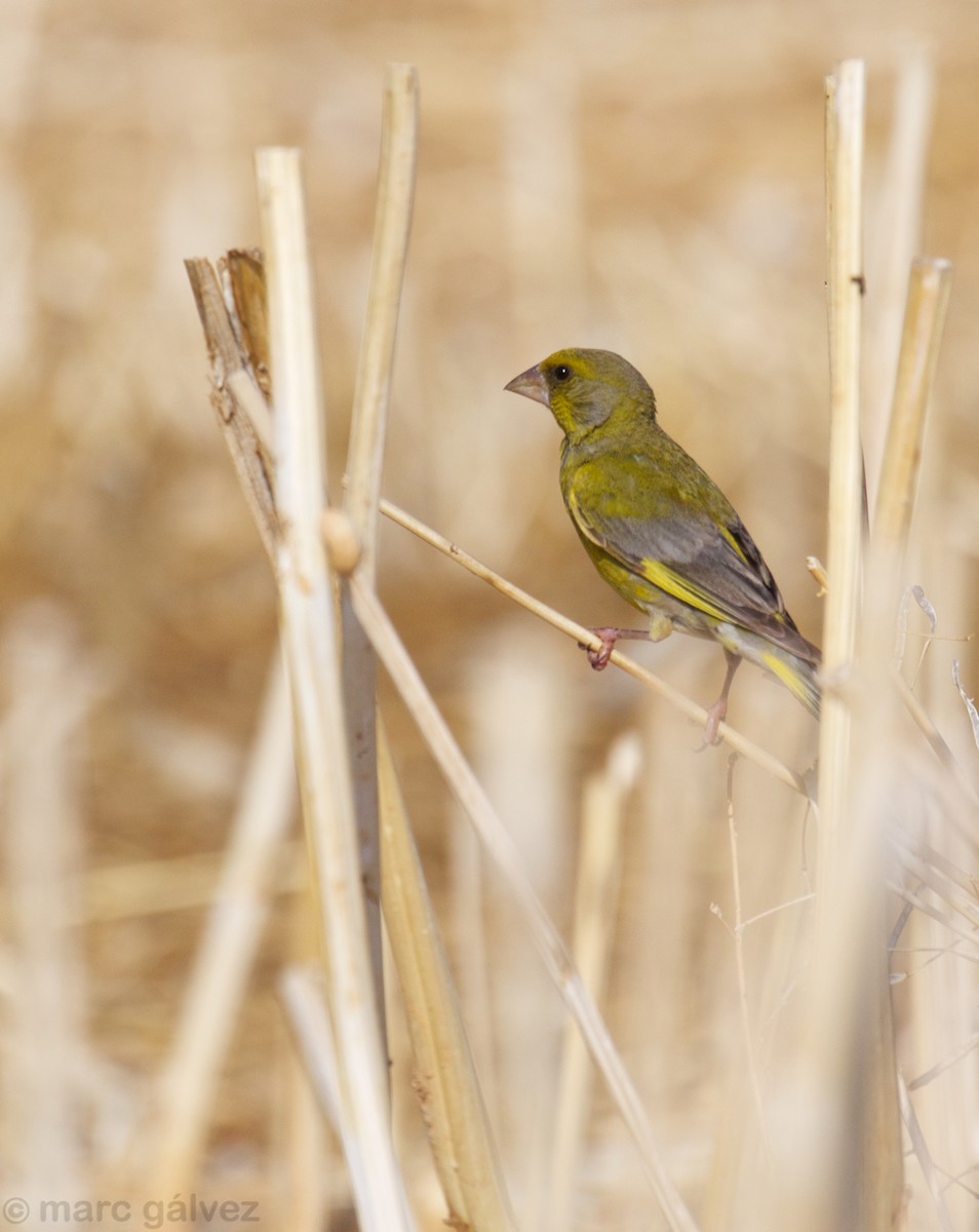 European Greenfinch - ML107982621