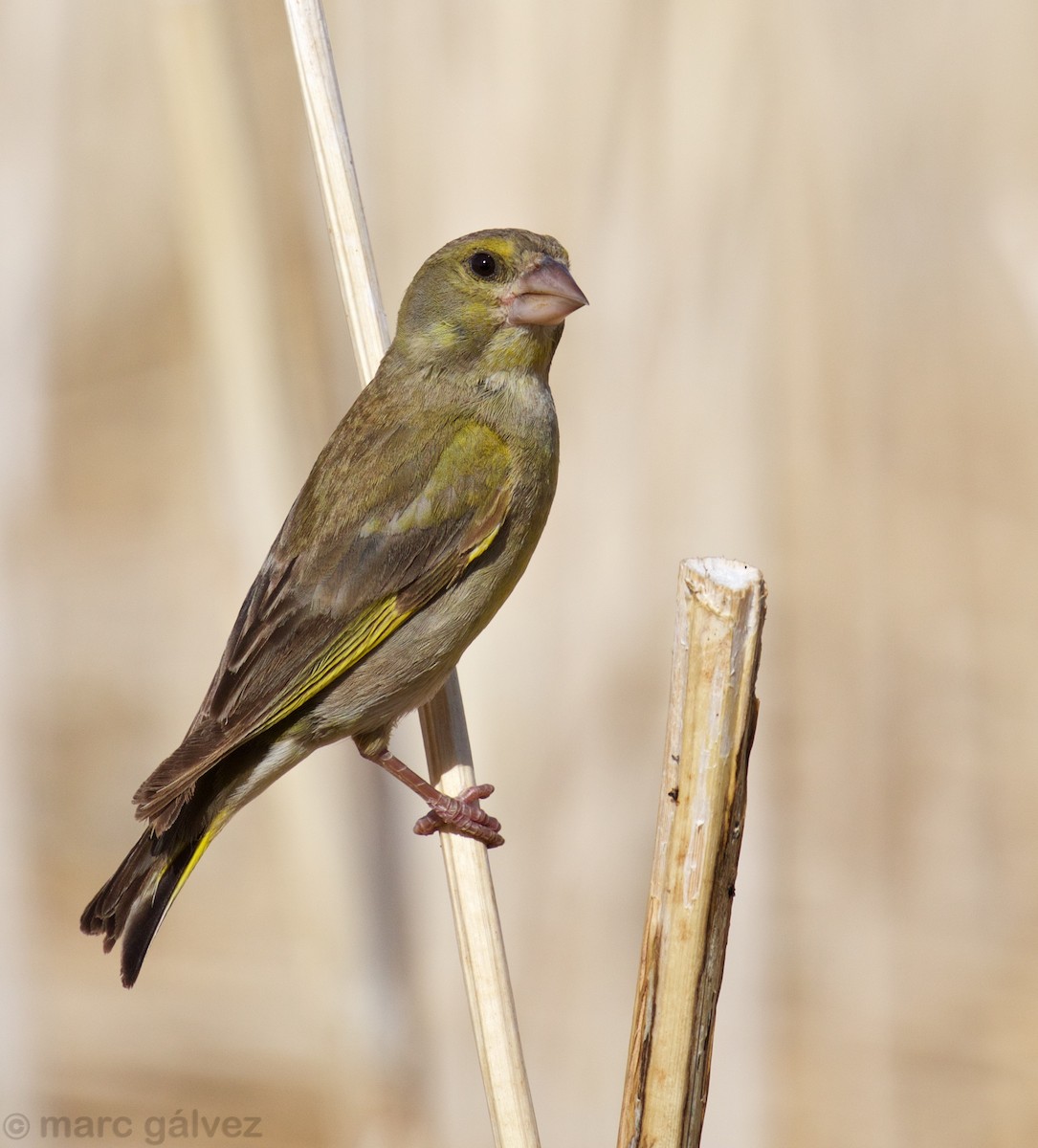 European Greenfinch - ML107982661