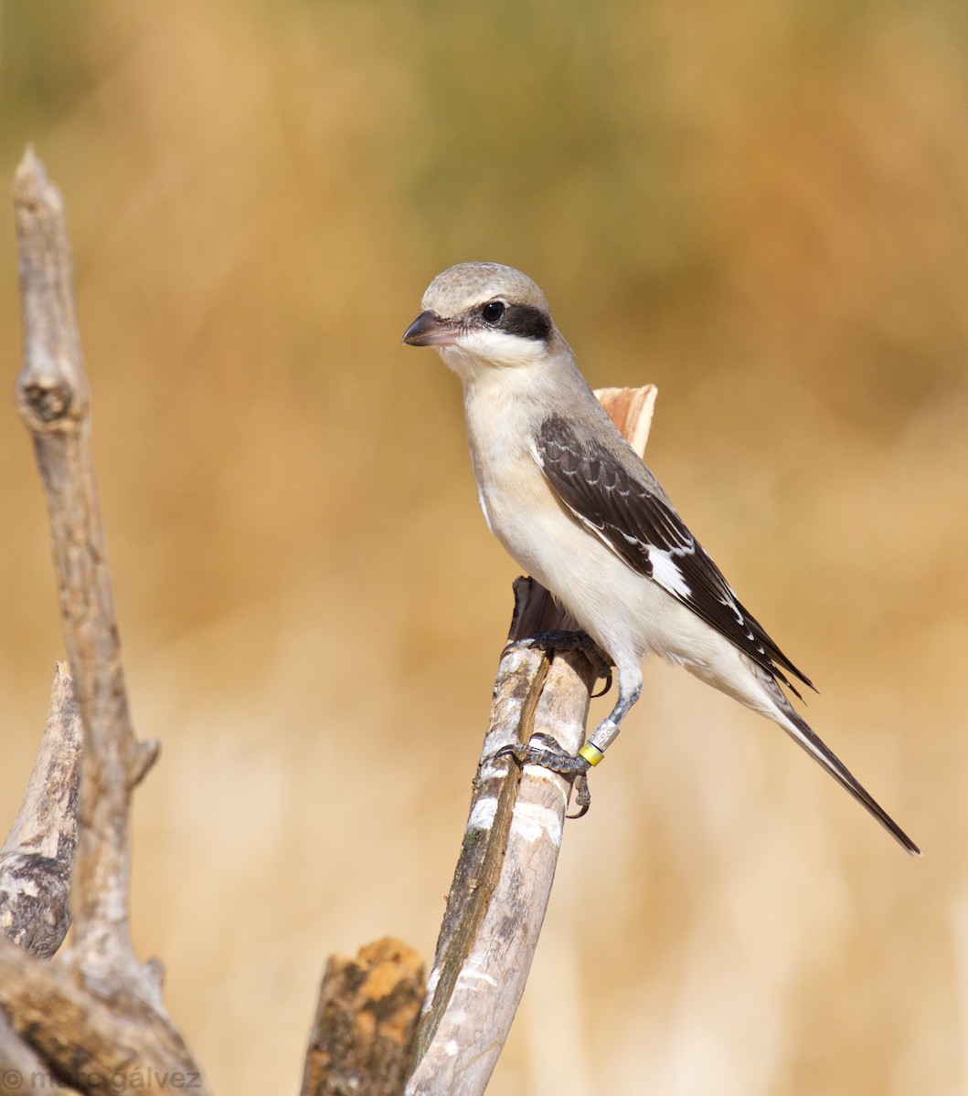 Lesser Gray Shrike - ML107982701