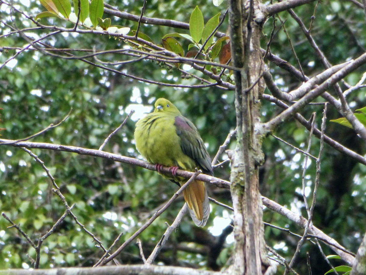 Wedge-tailed Green-Pigeon - ML107983971
