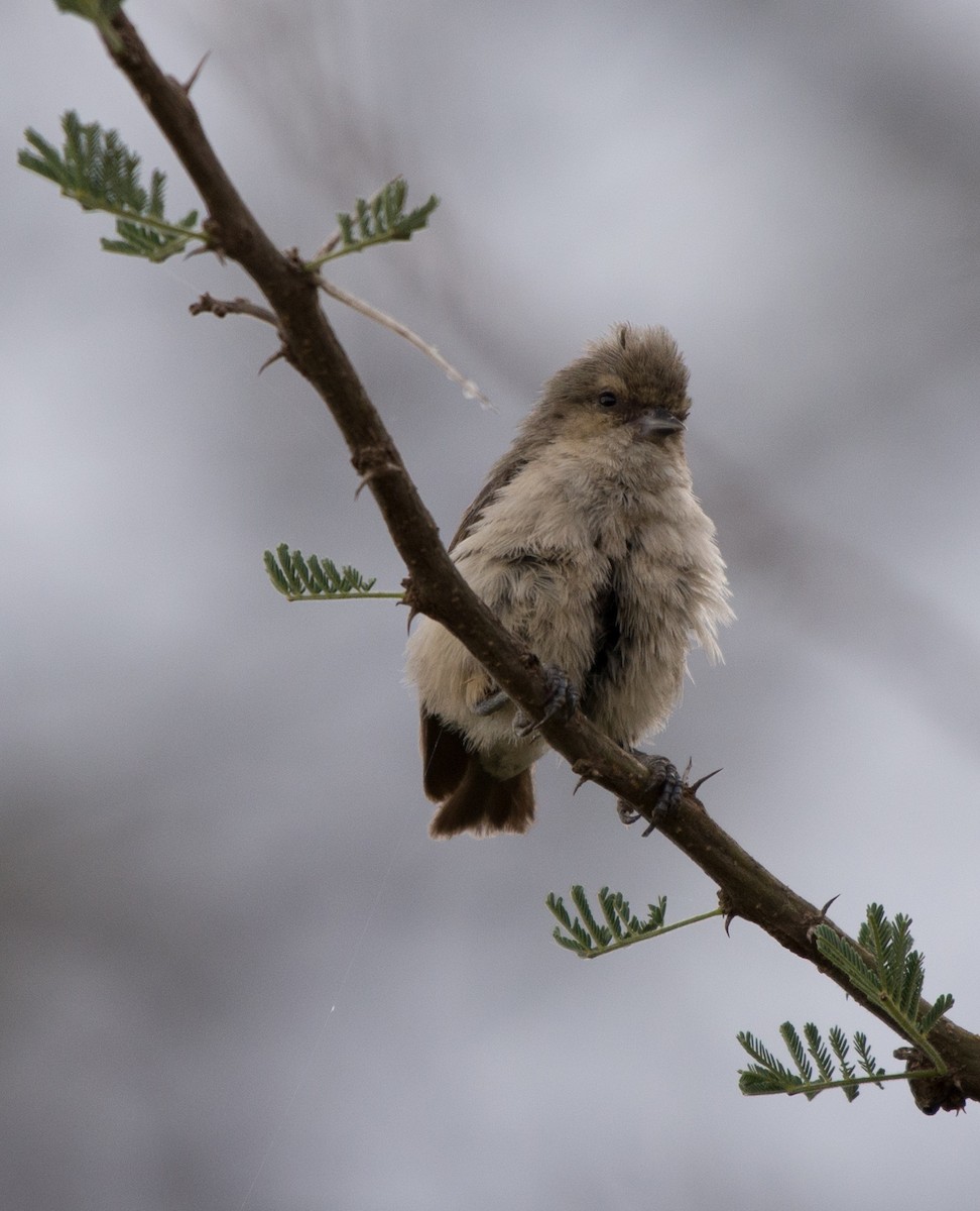 Mouse-colored Penduline-Tit - Simon Carter