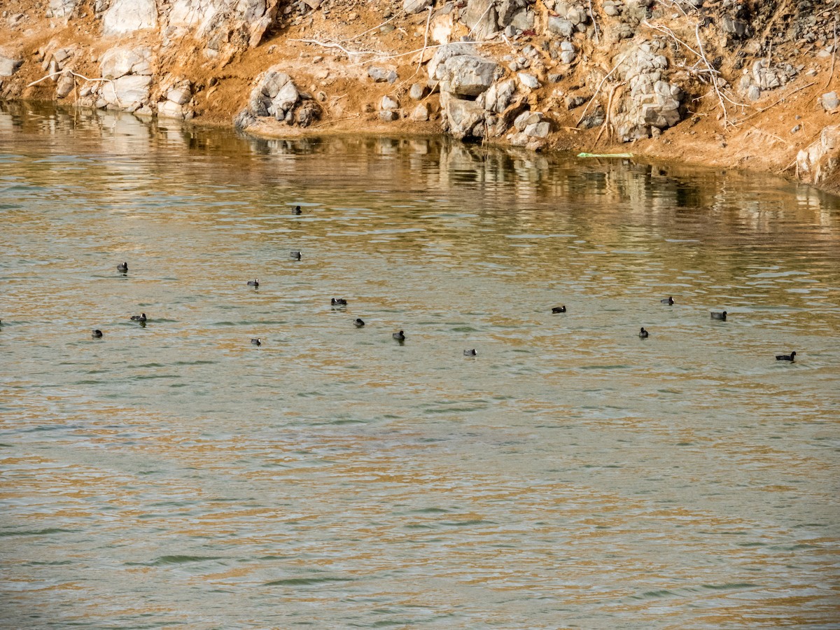 Eurasian Coot - J. Marcos Benito