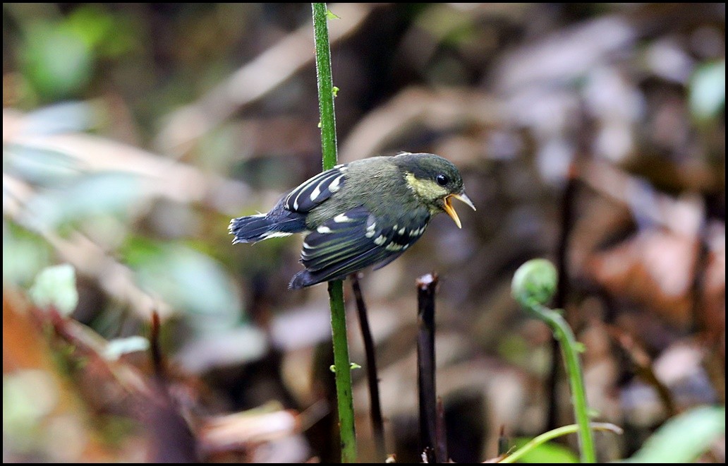 Mésange élégante - ML107986421