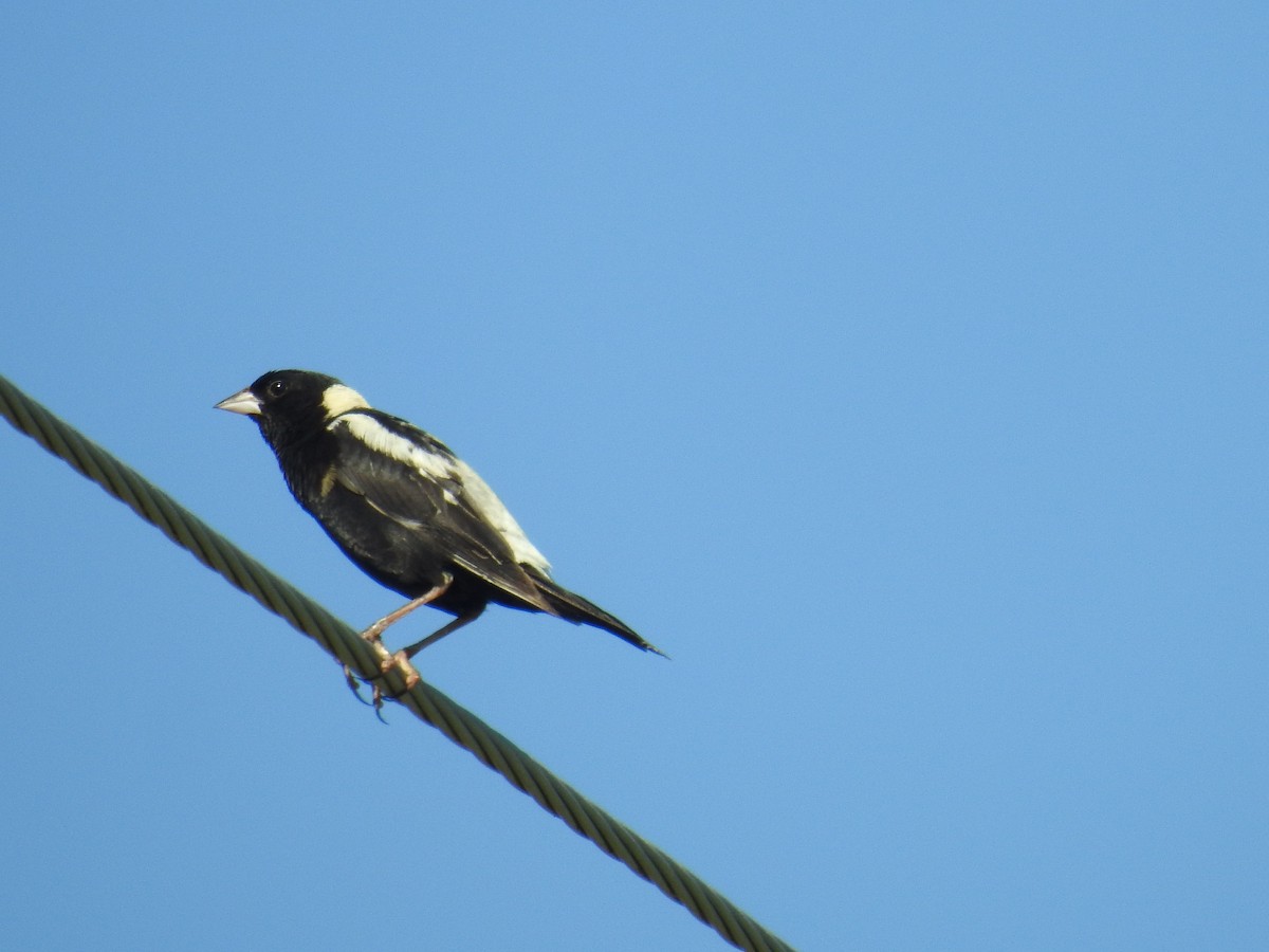 bobolink americký - ML107988621