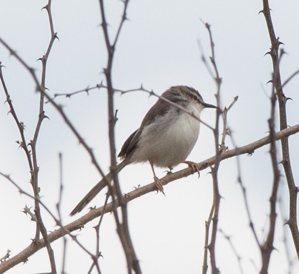 Pale Prinia - ML107989061