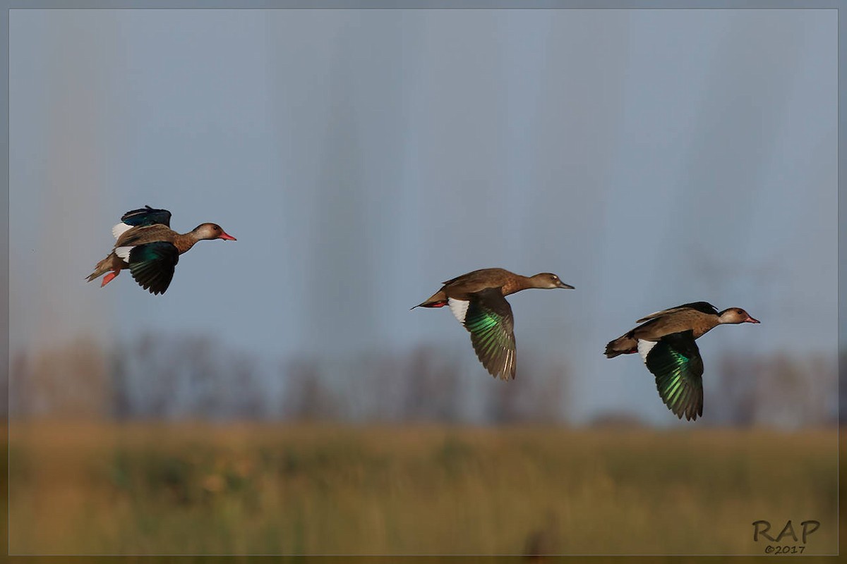 Brazilian Teal - ML107989371