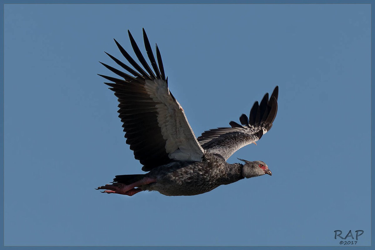 Southern Screamer - ML107989491