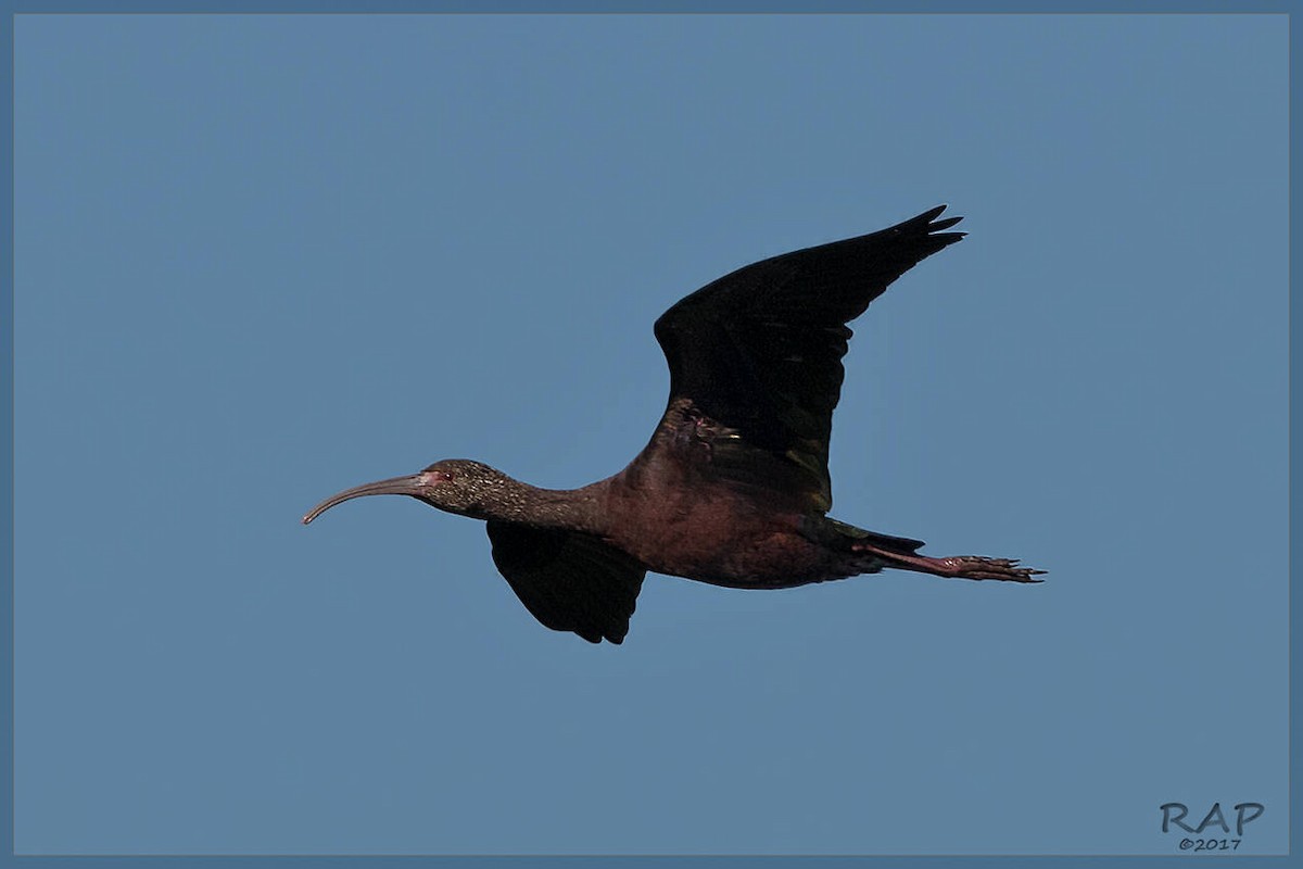 ibis americký - ML107989581