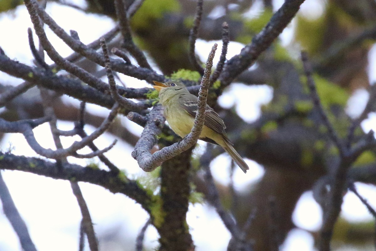 Western Flycatcher (Cordilleran) - ML107989621