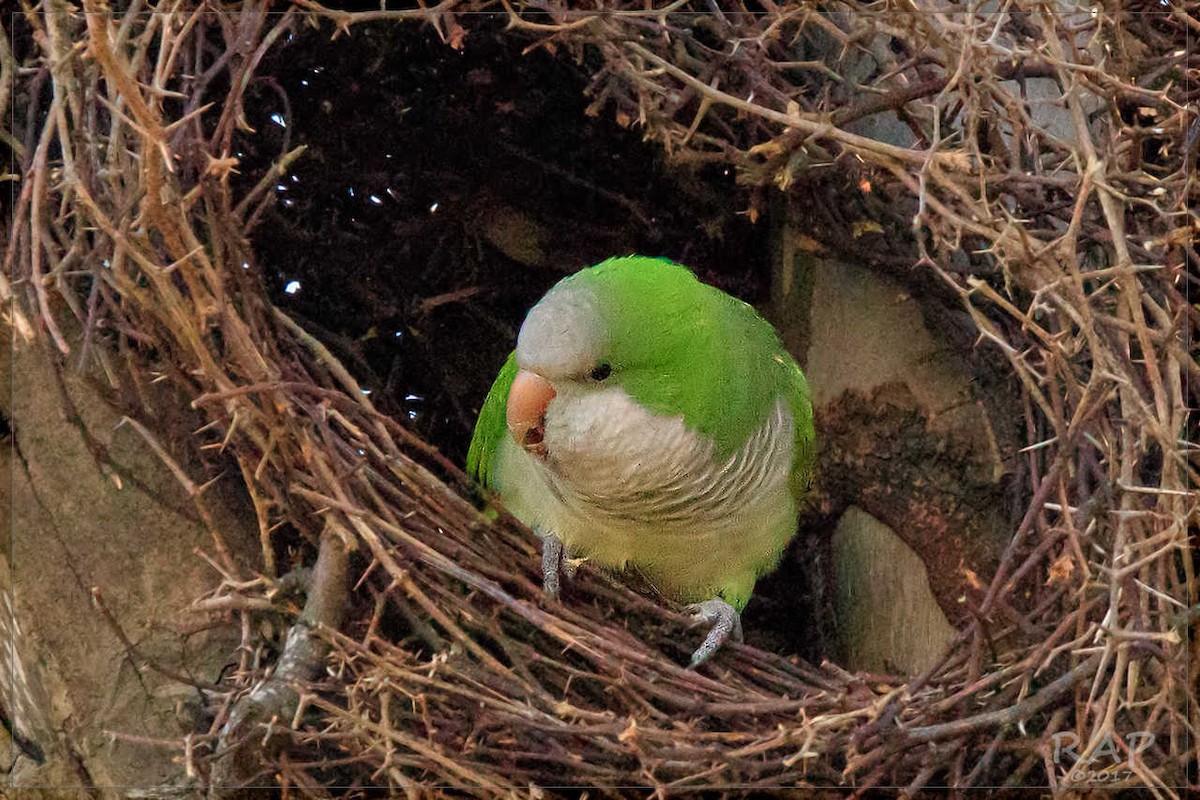 Monk Parakeet - ML107989671