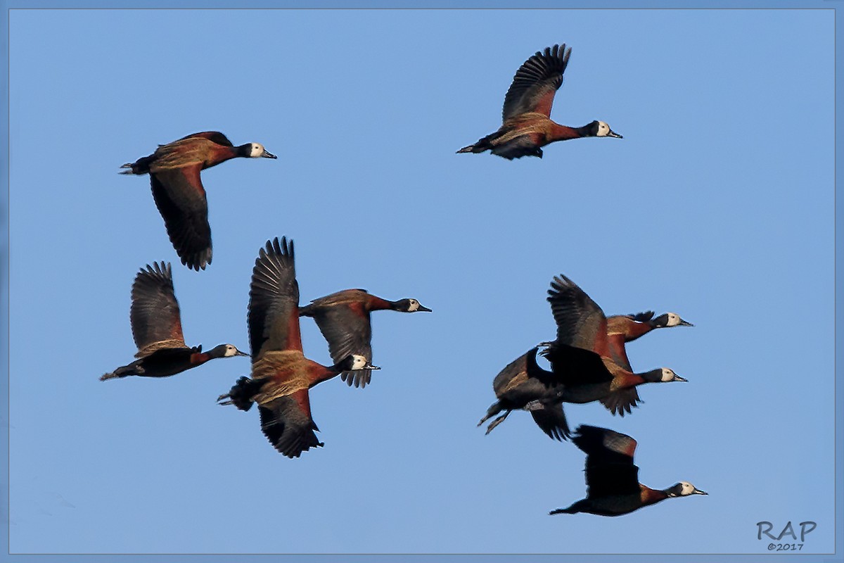 White-faced Whistling-Duck - ML107989721