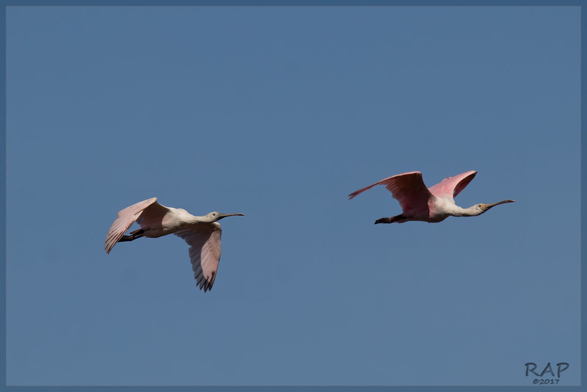 Roseate Spoonbill - ML107989811